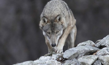 Convivenza difficile: nasce in Bergamasca il "Comitato tutela dai lupi"