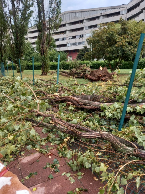 In arrivo per la Città Metropolitana di Milano 7.700 nuovi alberi