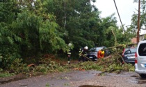 Scuole allagate e alberi abbattuti: il bilancio del maltempo delle ultime ore