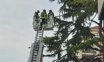 Albero pericolante, arrivano i pompieri