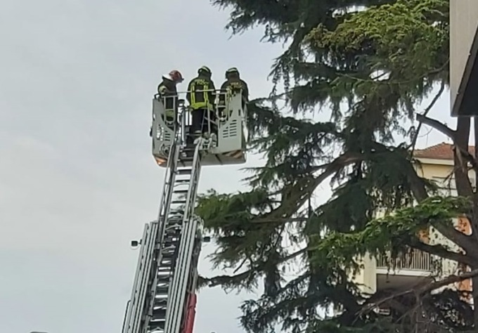 Albero pericolante, arrivano i pompieri