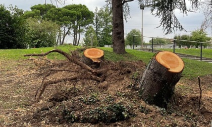 Rimossi gli alberi abbattuti dal maltempo, riapre il Cimitero Parco