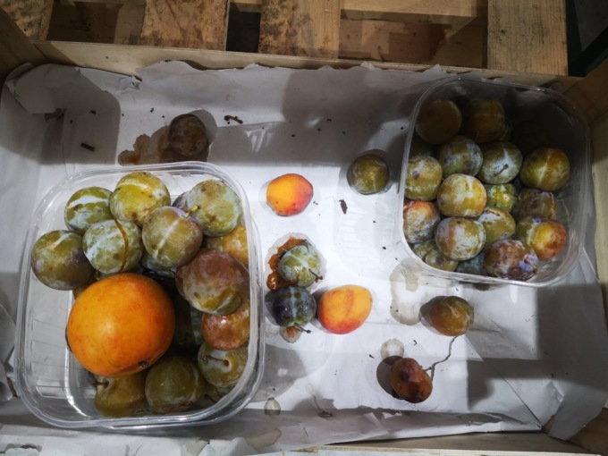 Merce avariata o scaduta: controlli al minimarket e al fruttivendolo