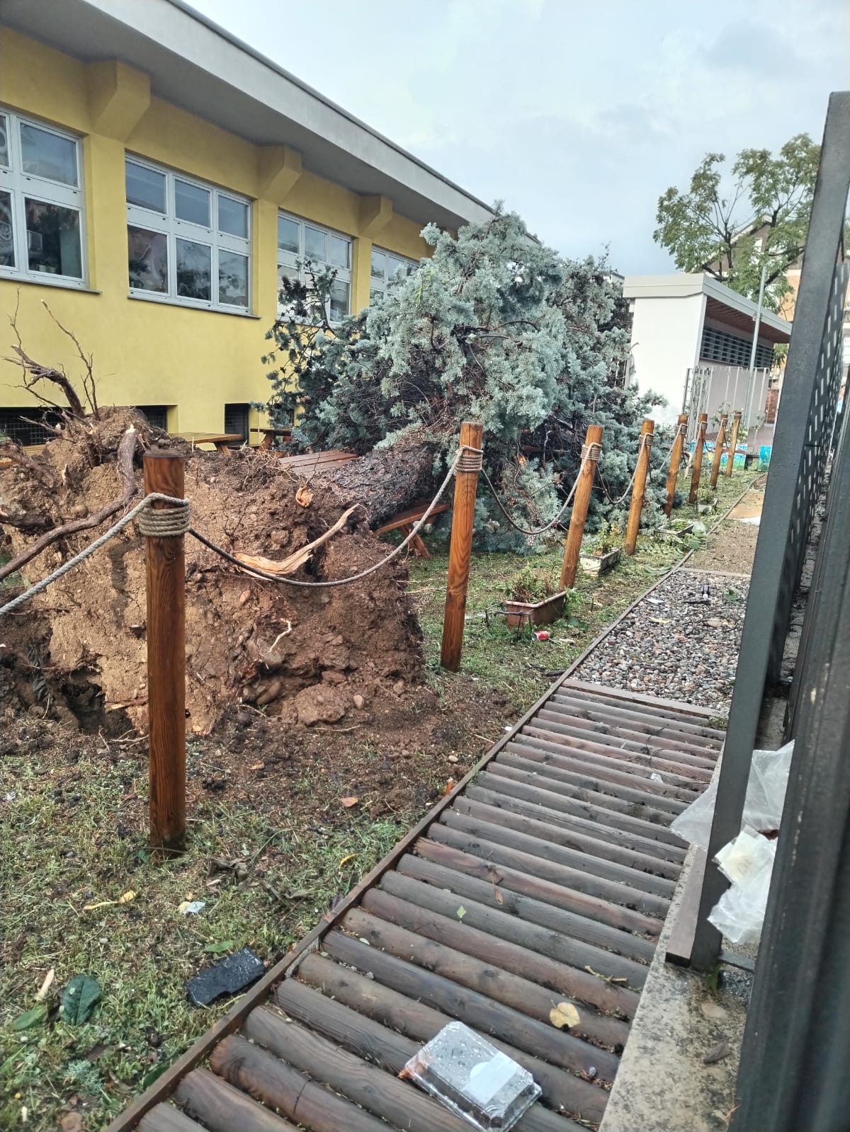 Albero caduto a scuola a Pregnana