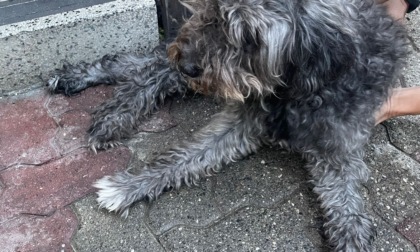 Cane con la zampa incastrata nella scala, salvato dai pompieri