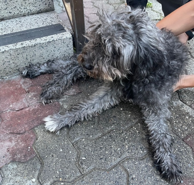 Cane con la zampa incastrata nella scala, salvato dai pompieri