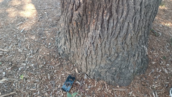 Cedri sotto controllo a Cassinetta