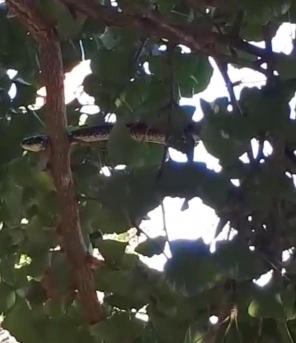 Un pitone “appollaiato” su un albero
