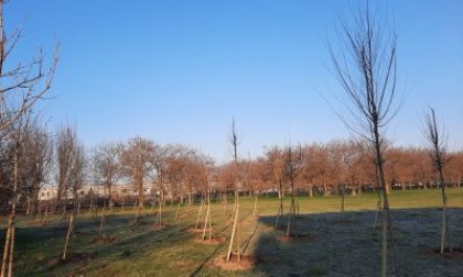 Più di 700 alberi piantati sul territorio, Rho investe sul patrimonio arboreo