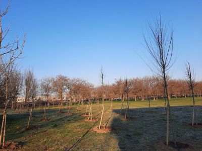 Più di 700 alberi piantati  sul territorio,  Rho investe  sul patrimonio arboreo