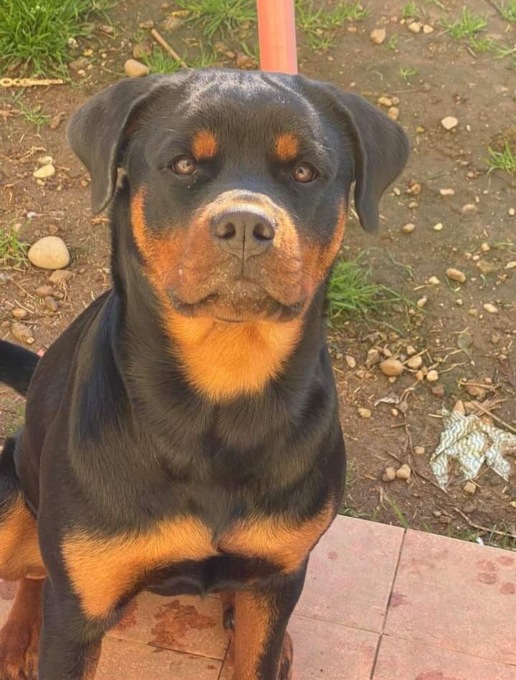 Cane ucciso a Parabiago, parla l’avvocato del cacciatore