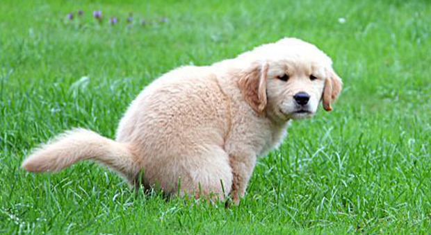Rompono il cancello del parco per portare il cane a fare i bisogni