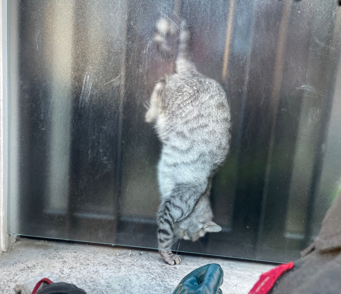 Gatto incastrato nella finestra a testa in giù, salvato dai pompieri