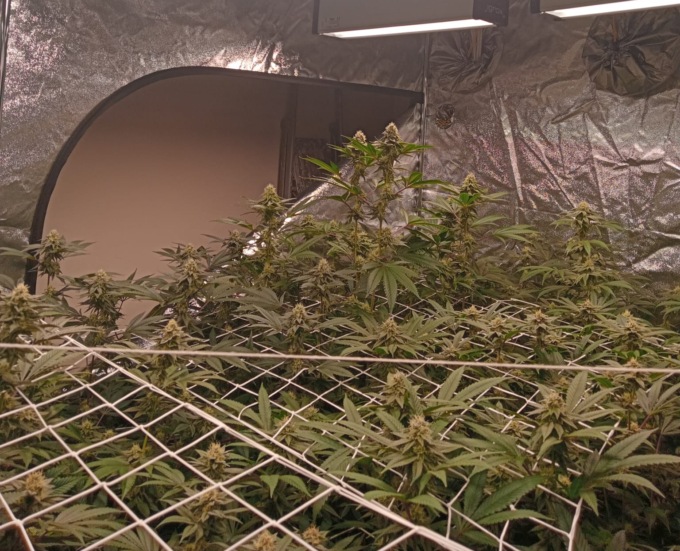 Serre di Marijuana in casa: arrestato 36enne incensurato