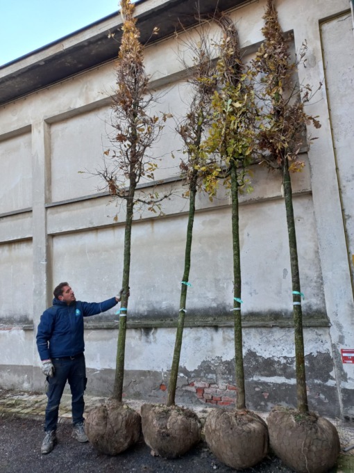 Da lunedì 150 nuovi alberi in città