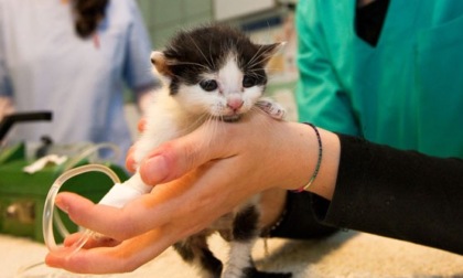 Il Comune cerca un'associazione per sensibilizzare contro l'abbandono degli animali