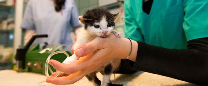 Il Comune cerca un’associazione per sensibilizzare contro l’abbandono degli animali