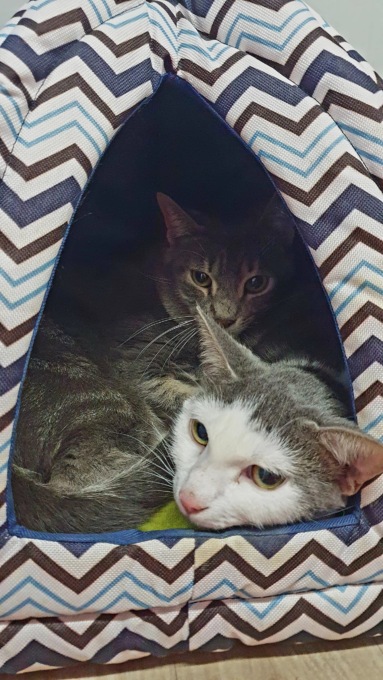Vive in un alloggio comunale con 22 gatti e un cane segregato in bagno