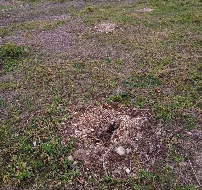 Piante rubate e rifiuti abbandonati al Bosco 100 Frutti