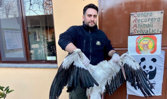 Cicogna bianca nata 10 anni fa in Germania folgorata a Gaggiano
