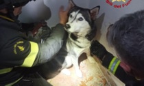 Cane salvato dai pompieri nel condotto di ventilazione