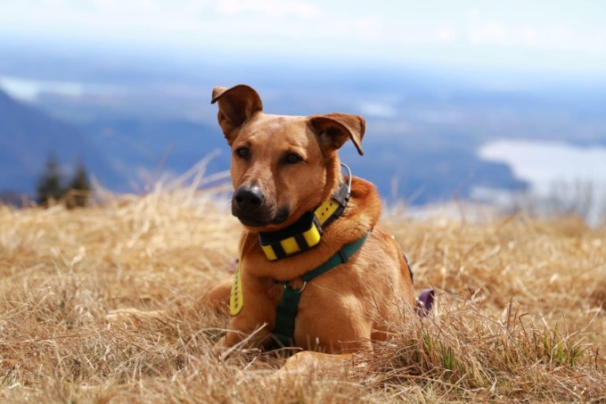 Tragica valanga in Val Formazza: "Aiutateci a trovare il cane di Vanessa"