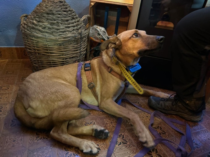 Tragica valanga in Val Formazza: "Aiutateci a trovare il cane di Vanessa"