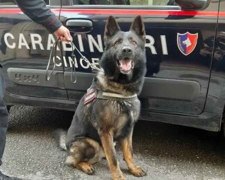 Carabinieri con cani antidroga, al bar cliente con marijuana per uso personale