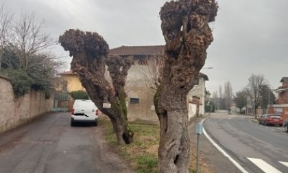 «Gelsi pericolanti, evitiamo il peggio»