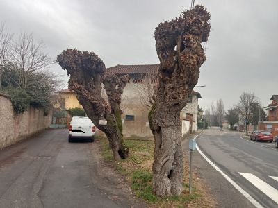 «Gelsi pericolanti, evitiamo il peggio»