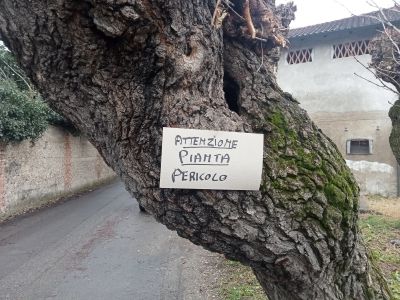 gelsi 2