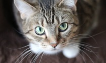 Guida alla scelta dei migliori integratori per gatti: l'innovazione di Longevity Pet