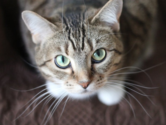 Guida alla scelta dei migliori integratori per gatti: l’innovazione di Longevity Pet
