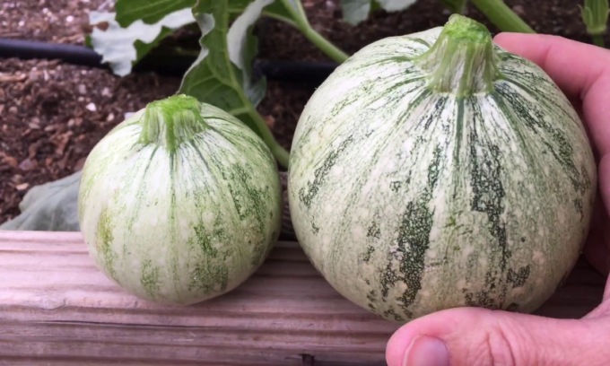 In regalo con Settegiorni lo zucchino tondo di Nizza