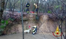 Cane nel torrente, lo salvano i Vigili del fuoco