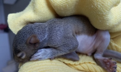 Cucciolo di scoiattolo salvato nel Parco delle Groane