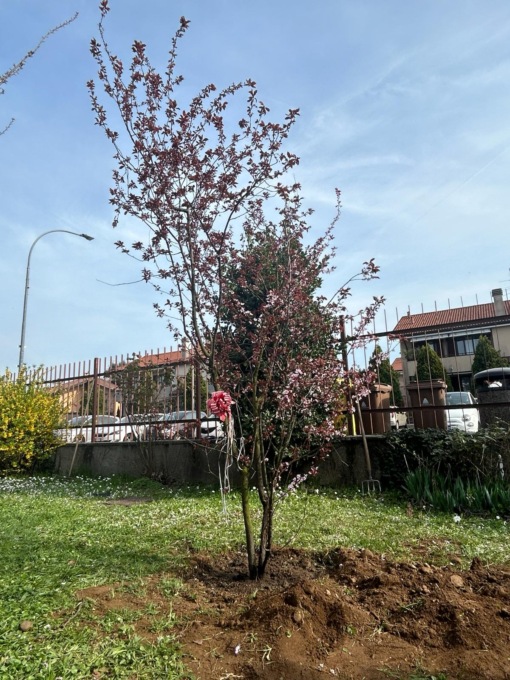Un albero donato ai "primini" per ricordare gli anni vissuti a scuola