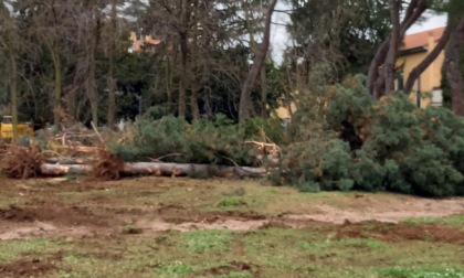 Alberi tagliati per la nuova biblioteca, scoppia la polemica