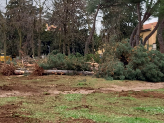 Alberi tagliati per la nuova biblioteca, scoppia la polemica
