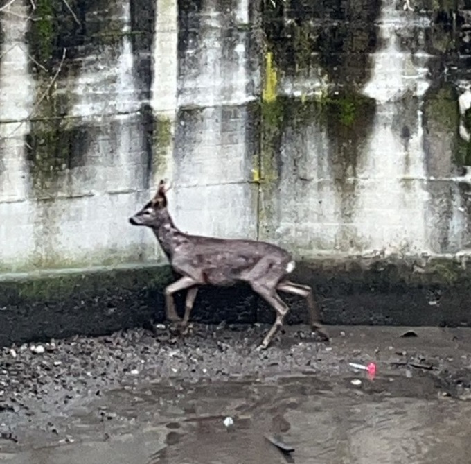 Un daino salvato nell’alveo del Lura, rimesso in libertà nel Parco delle Groane