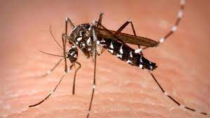 dengue