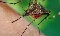 Caso di Dengue in città, partiti gli interventi di prevenzione