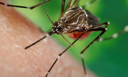 Rilevato un caso di dengue, al via la disinfestazione: "Tenete chiuse le finestre"