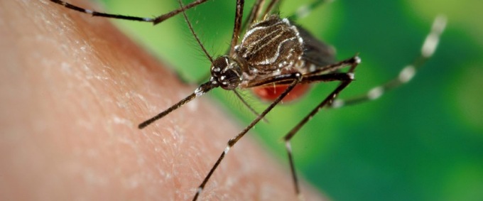 Caso di Dengue in città, partiti gli interventi di prevenzione
