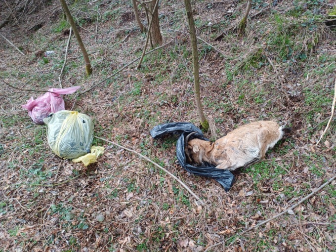 Trovati due sacchi con dentro capre morte