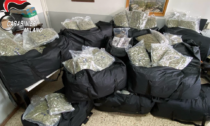 Traffico internazionale di stupefacenti: arrestate 11 persone, 230 chili di marijuana sequestrata