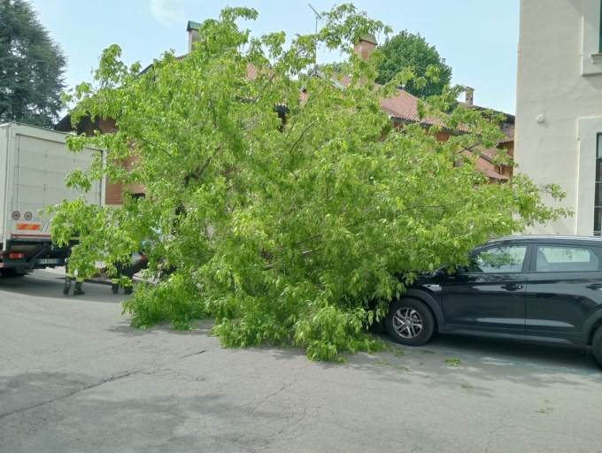 Fa retromarcia con il camion: abbatte un albero