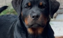 Rottweiler vagava libero, padrone multato per 170 euro