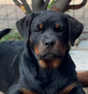 Rottweiler vagava libero, padrone multato per 170 euro