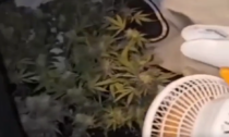 Serra di marijuana nell'appartamento: arrestato un 65enne